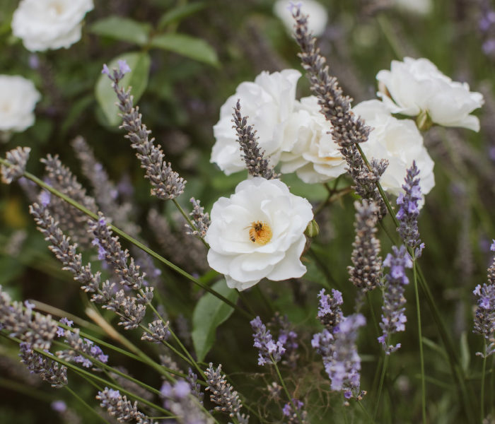 Pihopa Retreat Garden