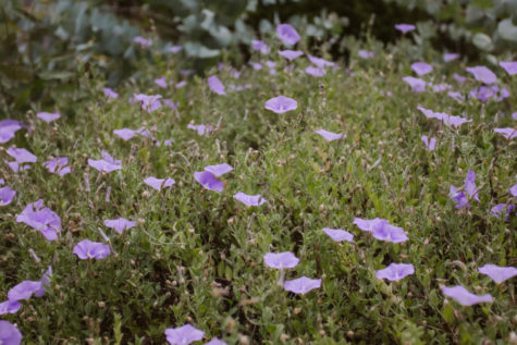 Pihopa Retreat Garden