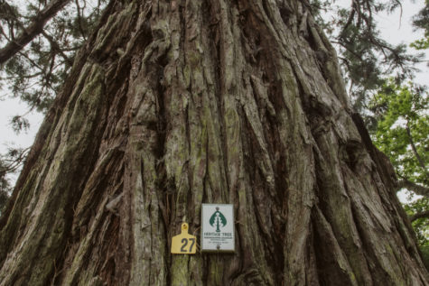 Pihopa Retreat Heritage Trees & Woodland