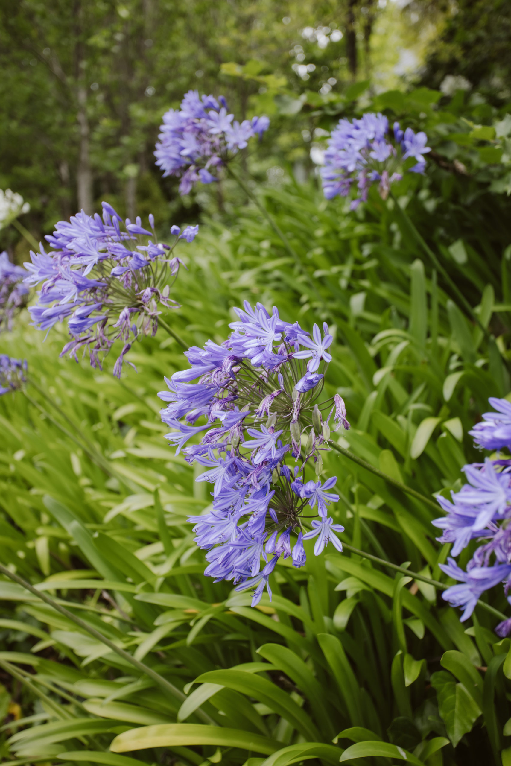 Pihopa Retreat Garden