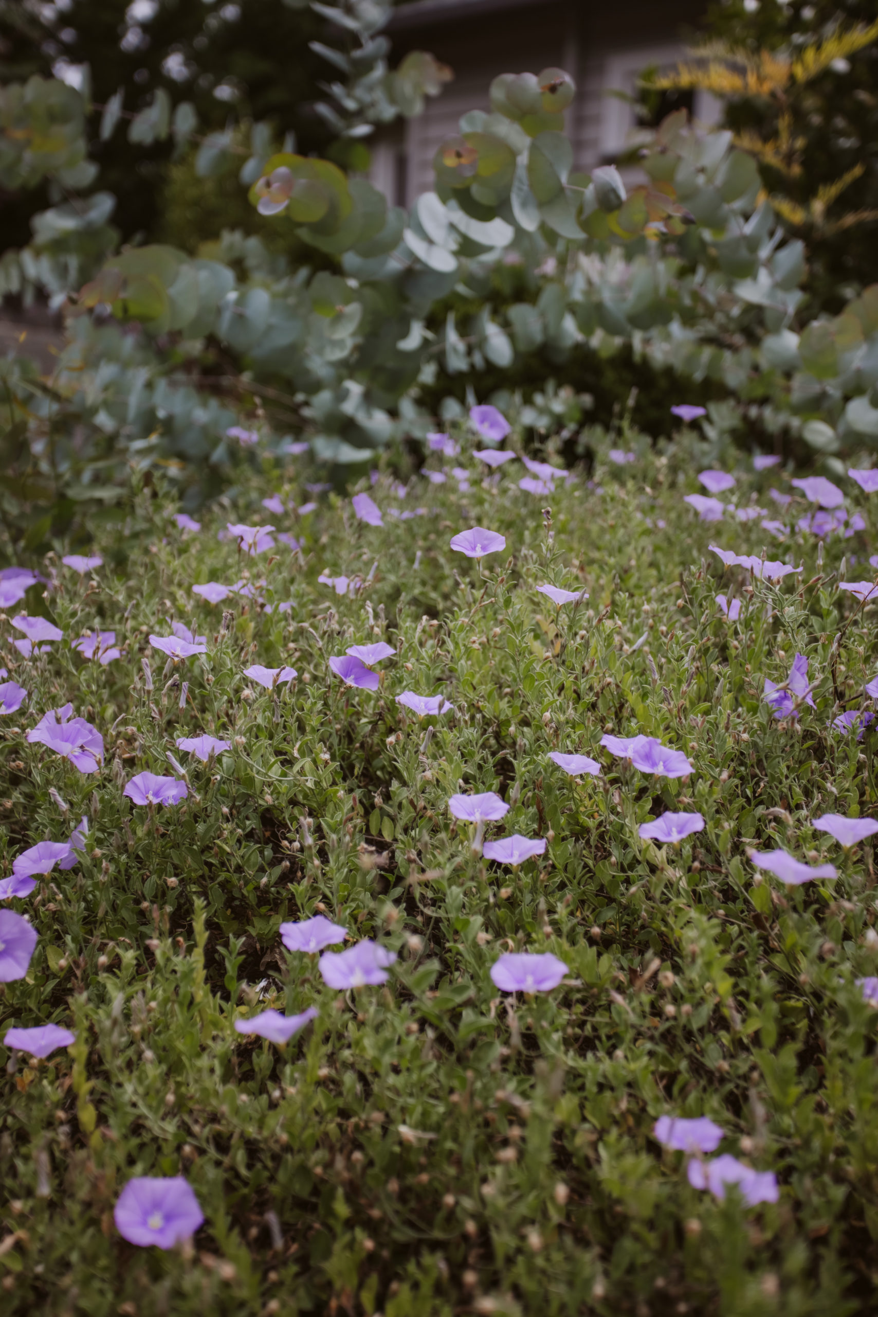 Pihopa Retreat Garden