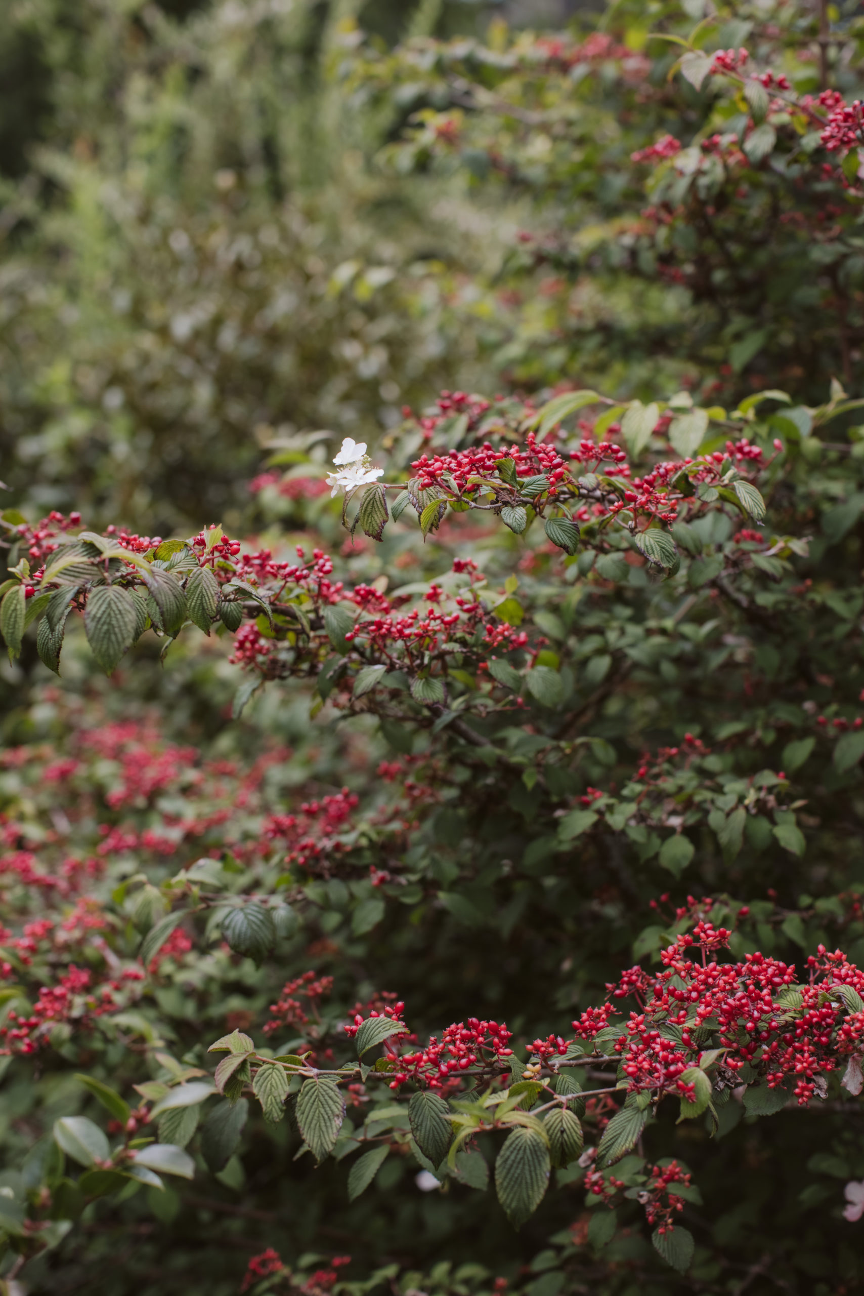 Pihopa Retreat Garden