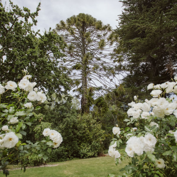 Pihopa Retreat Garden