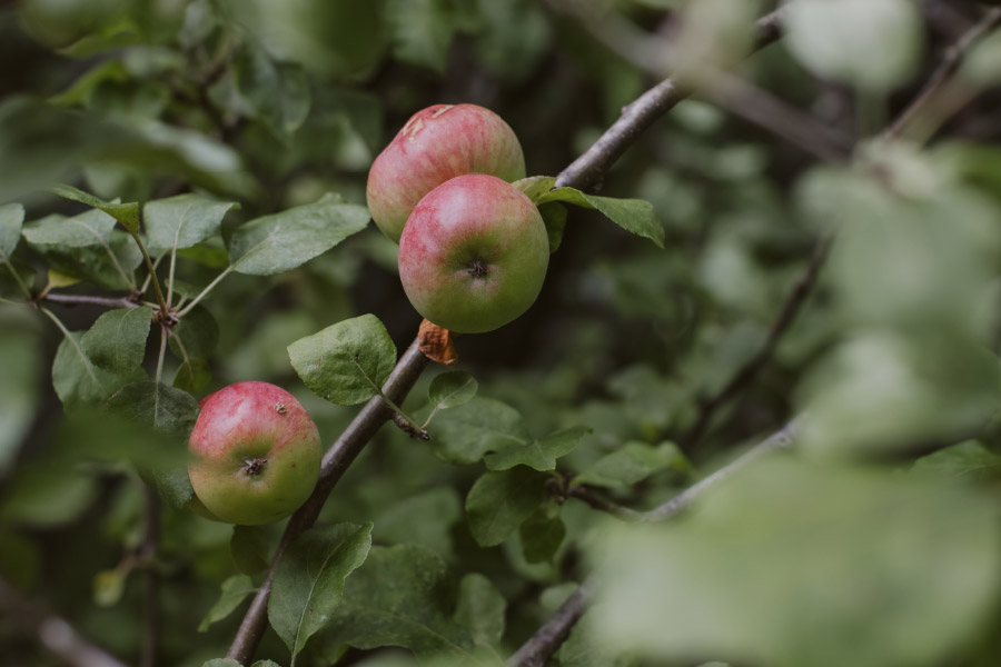 Pihopa Retreat Orchard Garden